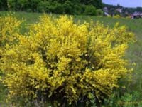 ŻARNOWIEC MIOTLASTY - sadzonki w doniczkach