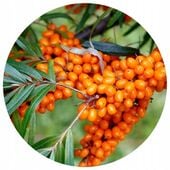 ROKITNIK leczniczy SADZONKI komplet MĘSKI i ŻEŃSKI pewne OWOCOWANIE