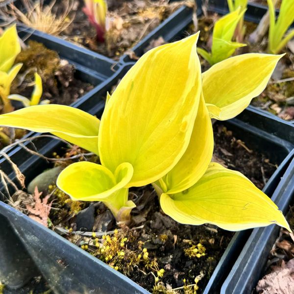 Kup Funkia Hosta 'Saint Elmo's Fire' W DONICZCE 2.0L Żółte