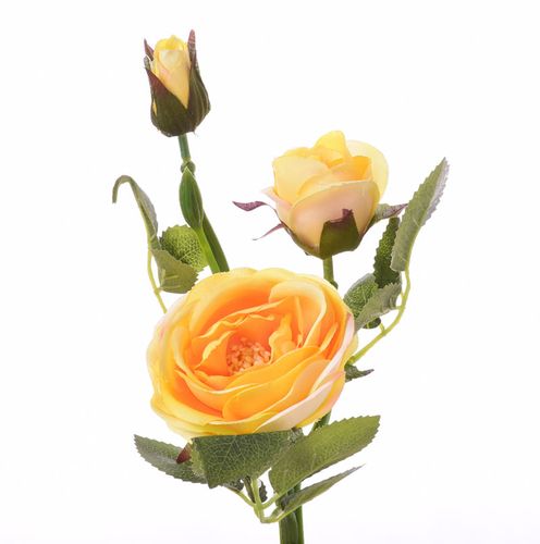 Róża gałązka żółta na Arena.pl