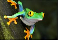 100 70CM OBRAZ PŁÓTNO CHWYTNICA PŁÓTNO RAMA