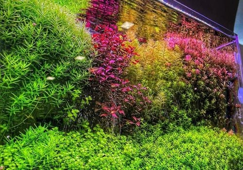 INVITAL komputer pH z sondą na Arena.pl