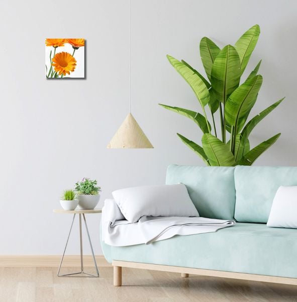Obraz 20x20cm Słoneczne Kalendule zdjęcie 2