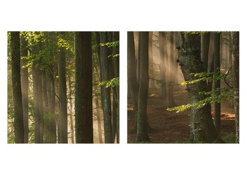 Obraz Na Płótnie - Las Drzewa Chrust  - 90X30 Cm - Ca90X30-3628 na Arena.pl