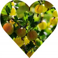 Agrest ukraiński POMARAŃCZOWY - duże słodkie owoce, BARDZO PLENNY