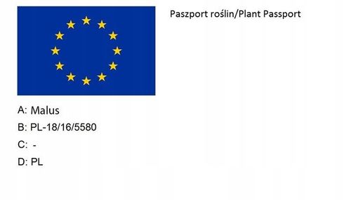 Jabłoń papierówka OLIWKA ŻÓŁTA bardzo wczesna PAPIERÓWKA Z DZIECIŃSTWA na Arena.pl