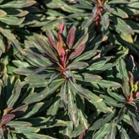 Wilczomlecz PURPUREA Bordowe liście Żółte kwiaty Na suche gleby Sadzonki 1L