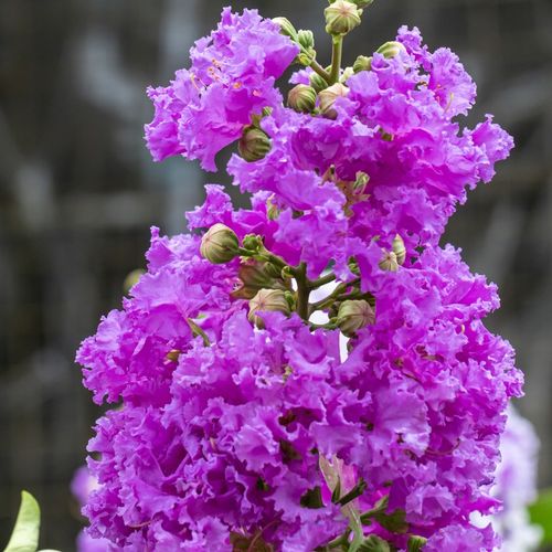 Lagerstremia indyjska VIOLA Fioletowa Lagerstroemia Lilak Bez południa 1L na Arena.pl