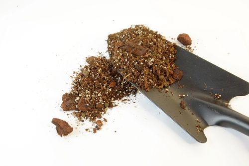 IMSOIL Ziemia Dedykowana do ALOKAZJI 10L na Arena.pl