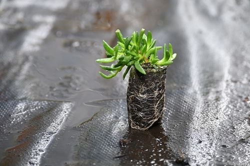 Delosperma Sundella Red - Delosperma hybrida na Arena.pl