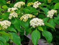 DEREŃ SKRĘTOLISTNY Cornus alternifolia - NASIONA 190 sztuk - 10g.