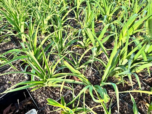 Liliowiec 'Torrid' Czerwony Doniczka 2.0L (Hemerocallis) na Arena.pl