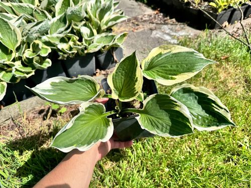 Funkia Hosta 'Minuteman' W DONICZCE, BIAŁO ZIELONE LIŚCIE Dekoracyjna na Arena.pl