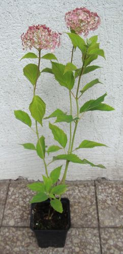 HORTENSJA Candybella Bubblegum - sadzonki w don. na Arena.pl