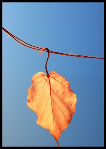 Plakat 42x59,4cm Ostatni Liść na Arena.pl