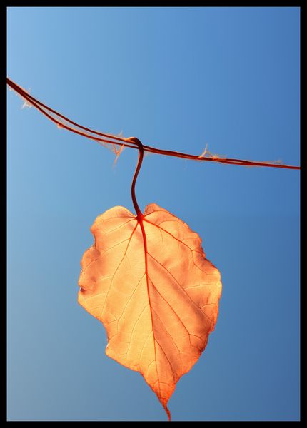 Plakat 42x59,4cm Ostatni Liść zdjęcie 2
