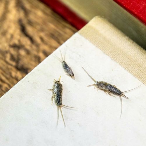 BROS - pułapka na rybiki na Arena.pl