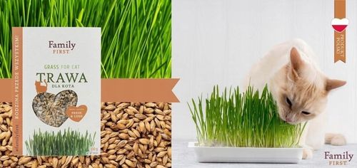 TRAWA DLA KOTA W POJEMNIKU GĘSTA ODKŁACZAJĄCA KOCI PRZYSMAK SMAKOŁYK 4x100G na Arena.pl