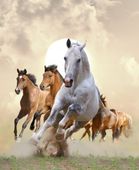 FOTOTAPETA KONIE NATURA GALOPUJĄCE KONIE 260x180