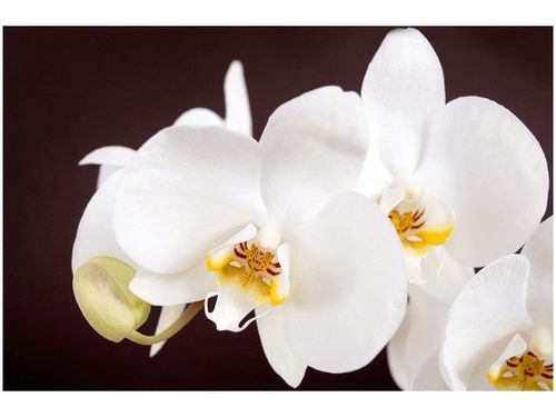 60X40CM PIĘKNY STORCZYK OBRAZ na Arena.pl