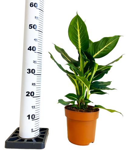 Dieffenbachia Green Magic 50cm na Arena.pl