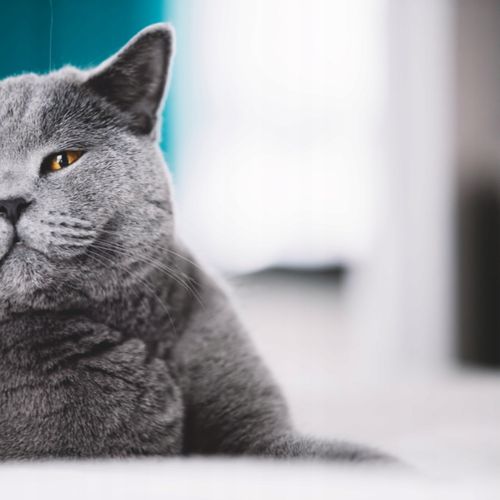 MOKRA KARMA DLA KOTA MIX SMAKÓW MEGA BOX SASZETKI W SOSIE 48X100G PREVITAL na Arena.pl