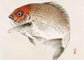Plakat 55x40cm Tai Fish,  Kōno Bairei Japoński Vintage do Salonu