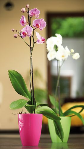 Osłonka do storczyków ORCHIDEA Pomarańczowy na Arena.pl