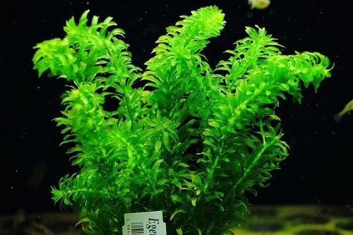 Moczarka Argentyńska Rośliny do akwarium ŁATWA na Arena.pl