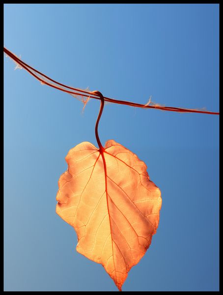 Plakat 60x80cm Ostatni Liść zdjęcie 2