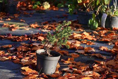 Jałowiec chiński Shimpaku - Juniperus chinensis 0041 na Arena.pl