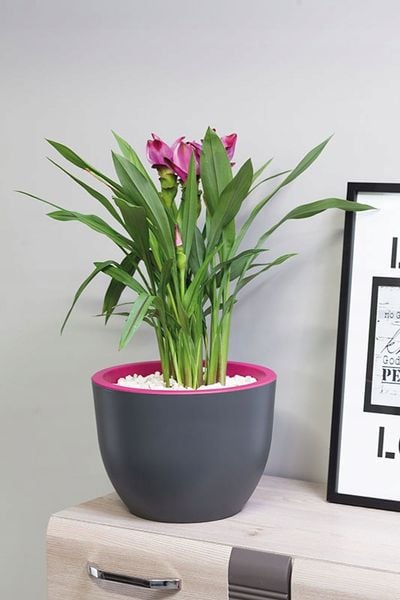 Doniczka okrągła Muna 40 | Antracyt, Kształt Okrągły, Wymiary 39.5x29.5 cm, Kolor Antracyt, Form-Plastik zdjęcie 3