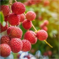 LICZI LIOFILIZOWANE 100g CAŁE HiFOOD Wysoka Jakość