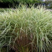 Miskant 'Rigoletto' Biało zielone liście (Miscanthus sinensis) Doniczka 2L