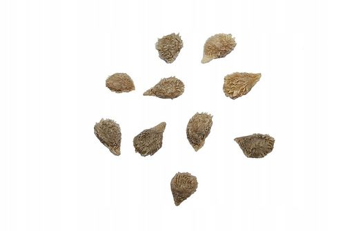 ZESTAW DO UPRAWY POMIDOR VILMA POMIDORY KOKTAJLOWE NASIONA 10x WIELOLETNIA na Arena.pl