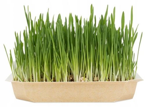 TRAWA DLA KOTA W POJEMNIKU GĘSTA ODKŁACZAJĄCA KOCI PRZYSMAK SMAKOŁYK 4x100G na Arena.pl