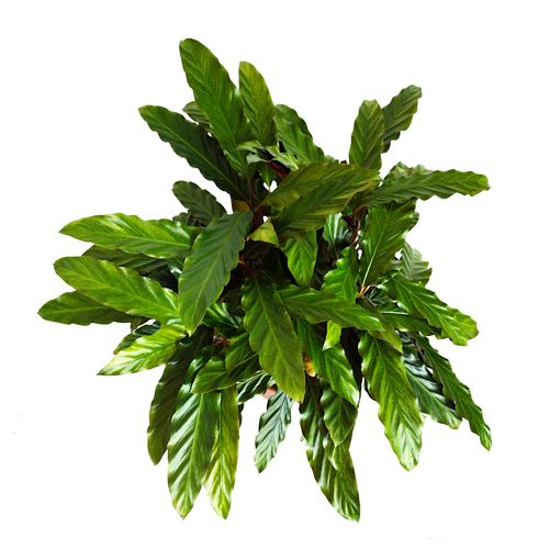 Kalatea Calathea  RUFIBARBA   60cm na Arena.pl