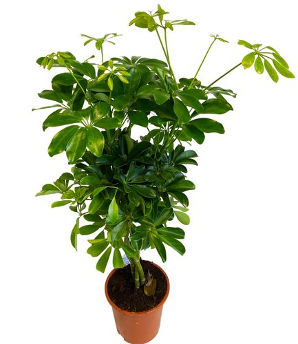 SZEFLERA NORA 90 cm na Arena.pl