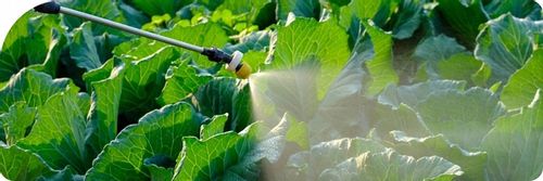 Mospilan 20SP zwalcza szkodniki mszyce, stonkę i inne 40g na Arena.pl