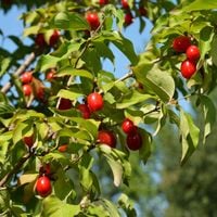 DEREŃ jadalny Miododajny Zdrowy owoc Na nalewki Sadzonki w doniczkach P9