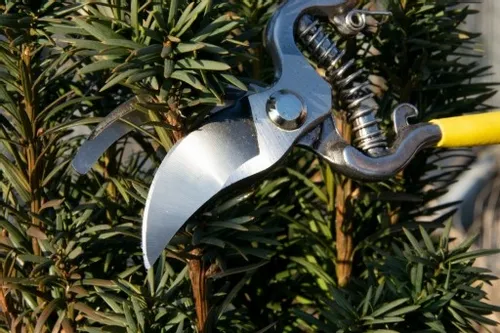 SEKATOR NOŻYCE OGRODOWE DO GAŁĘZI RĘCZNY KRZEWÓW na Arena.pl