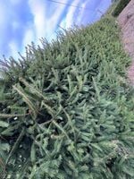 Świerk Pospolity Picea abies na żywopłot sadzonki 70-100cmSZKÓŁKOWANY 50szt