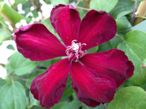 Powojnik Clematis Westerplatte C2 E na Arena.pl