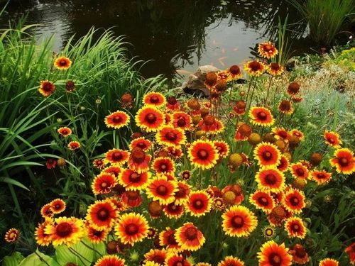 GAILARDIA Kobold - sadzonki 10 / 20 cm na Arena.pl