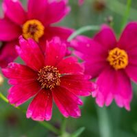 Nachyłek okółkowy RUBY RED Czerwony Na rabaty Kwitnie całe lato Sadzonki 1L