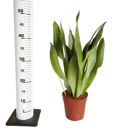 SANSEWIERIA MOONSHINE SANSEVIERIA 45cm na Arena.pl