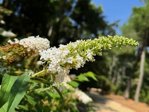 Budleja Dawida 'White Profusion' Biała (Buddleja davidii) Doniczka 5.0L na Arena.pl