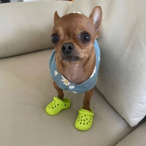 Buty KLAPKI Antypoślizgowe dla ZWIERZĄT PSÓW KOTÓW CHODAKI 1PARA NIEBIESKIE na Arena.pl