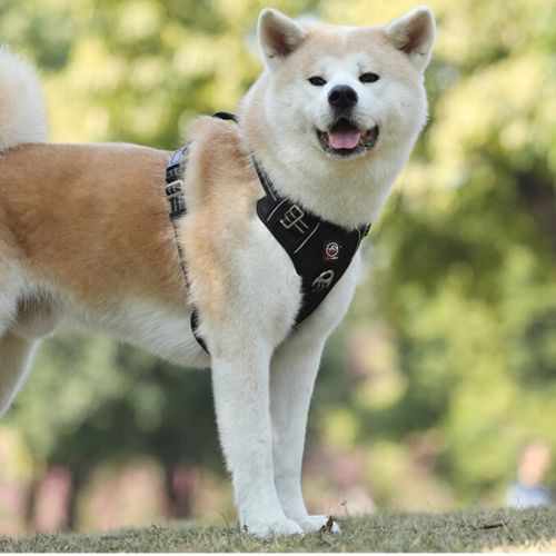 MOCNE SZELKI GUARD dla psa ALASKA odblask red M na Arena.pl