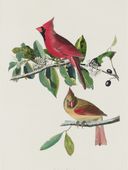 Plakat 30x40cm Kardynał Szkarłatny, J.J.Audubon Vintage do Salonu